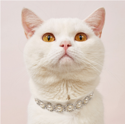 Pet Cat Collar Necklace Dog Collar Pearl Necklace Jewelry Pet Collar Pet Supplies Pet Supplies Dog Collar Gato Puppy Collar